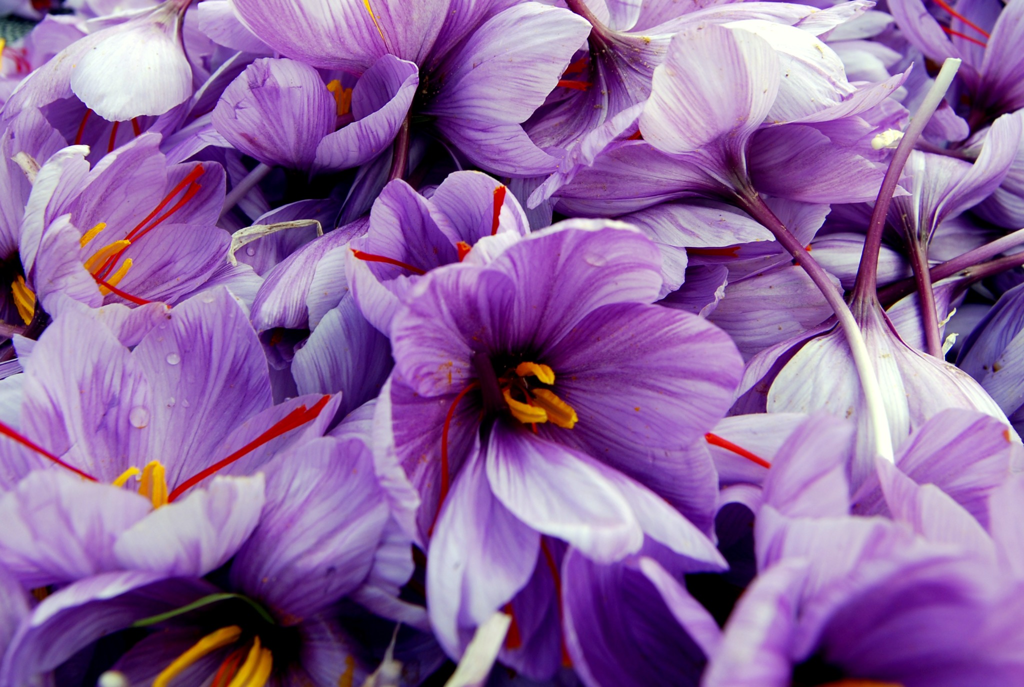 Saffron — image provided by site administrator; photographer / rights not yet verified South Khorasan saffron